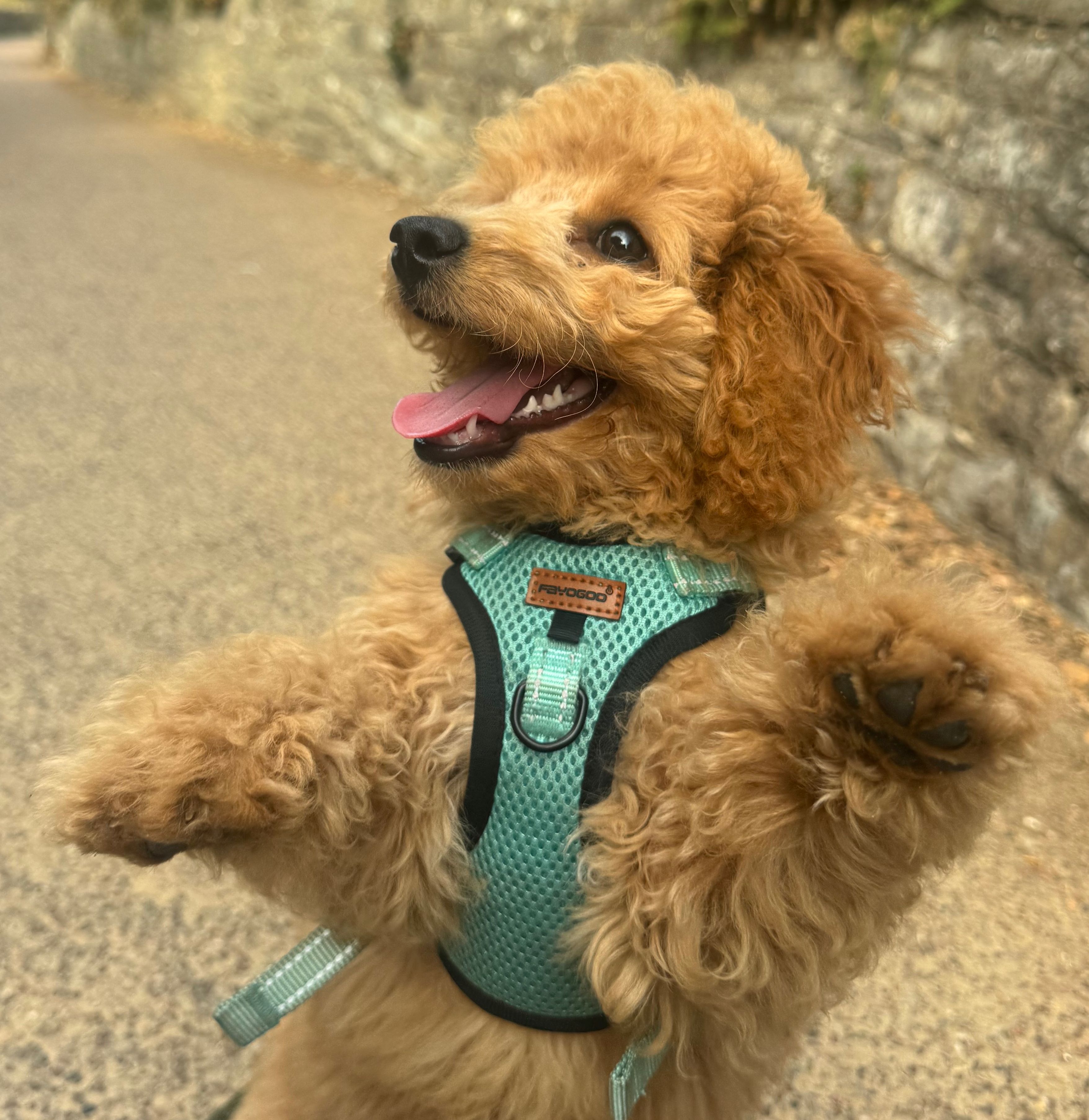 Bruno